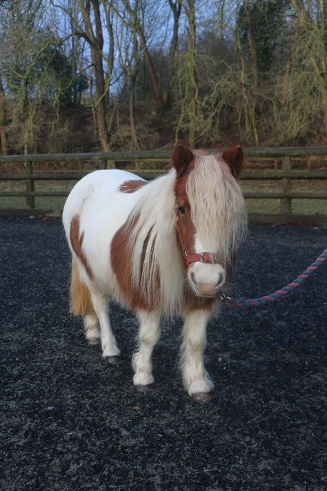 Shetland Pony Aesthetic, Equine Veterinary, Miniature Ponies, Mini Pony, Shetland Pony, Dream Barn, Goat Farming, Miniature Horse, Horse Barns