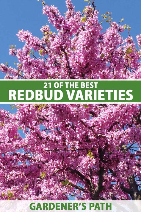 Avondale Redbud Tree, Carolina Sweetheart Redbud, Eastern Redbud Tree Landscapes, Red Bud Trees Landscaping, Redbud Tree Landscaping, Small Trees For Flower Beds, Ornamental Trees Landscaping, Cabin Landscaping, Eastern Redbud Tree