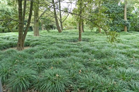 Mondo grass (Ophiopogon japonicus) Grass Photoshop, Best Ground Cover Plants, Big Oak Tree, Ophiopogon Japonicus, Grass Painting, Ground Covers, Grass Wallpaper, Full Sun Plants, Outdoor House