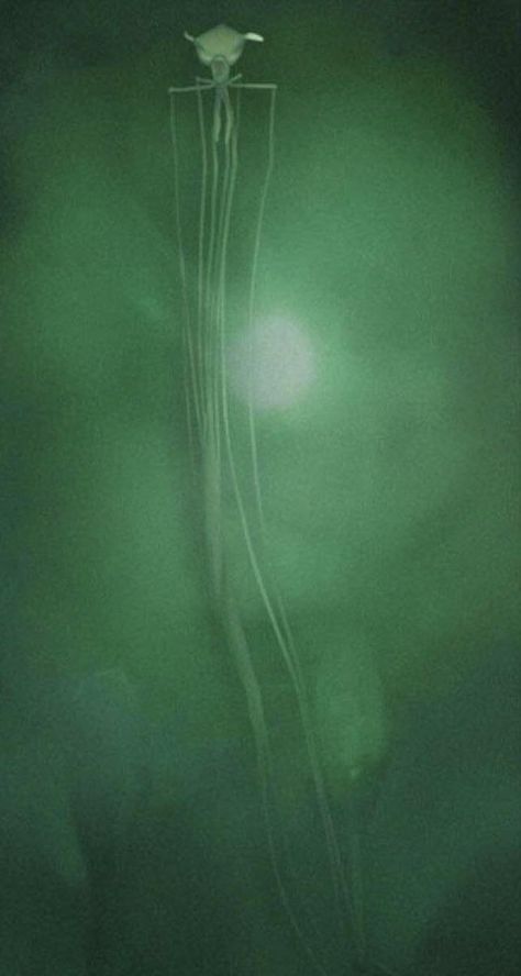 Big Fin Squid Big Fin Squid, Bigfin Squid, Scary Sea Creatures, Deep Sea Squid, Big Squid, Scary Ocean, Deep Sea Life, Scary Photos, Whale Sharks