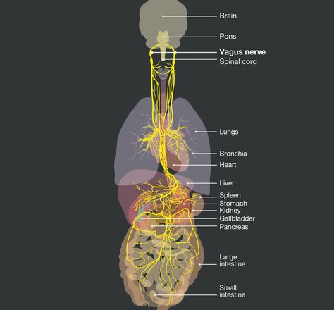 Why does walking so de-stress you and boost your mood so well? Why does calming your mind improve immunity? The vagus nerve is a key part of the explanation. Vagus Nerve Damage, Peripheral Nervous System Anatomy, Notes On Nervous System, Peripheral Nervous System Notes, Action Potential Nervous System, Nerve Anatomy, Thyroid Imbalance, Enteric Nervous System, Benefits Of Chiropractic Care