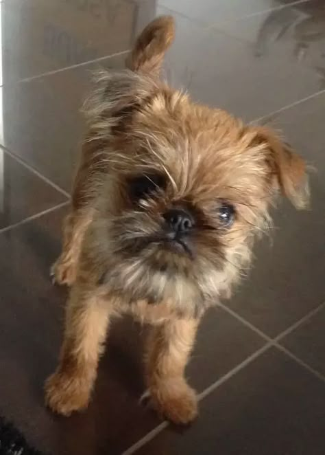 85+ Best Brussels Griffon Dog Names - The Paws Brussels Griffon Dog, Brussel Griffon Dogs, Griffin Dog, Brussels Griffon Puppies, Sutherland Scotland, Dog Name Ideas, Griffon Bruxellois, Griffon Dog, Christmas Date