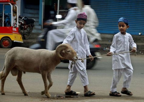 "Is it appropriate to let children watch the slaughtering of Al Uduheya in ‘Eid ul Adha? Or would it have negative psychological impacts on them?" Eid Ul Adha Images, Eid Mubarak Status, Eid Mubarak Photo, Articles For Kids, Eid Mubarak Quotes, Eid Holiday, Eid Ul Azha, Eid Mubarak Images, Islamic Holidays