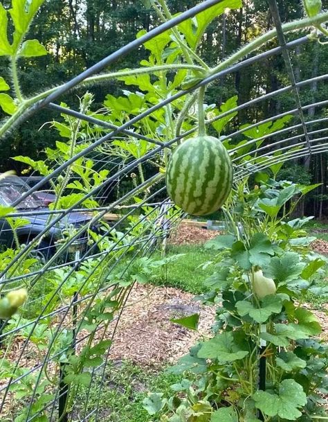 Growing Melons Vertically, Homemade Trellis, Vining Vegetables, Squash Trellis, Watermelon Vines, Growing Melons, Grow Vertically, How To Grow Watermelon, Grape Trellis