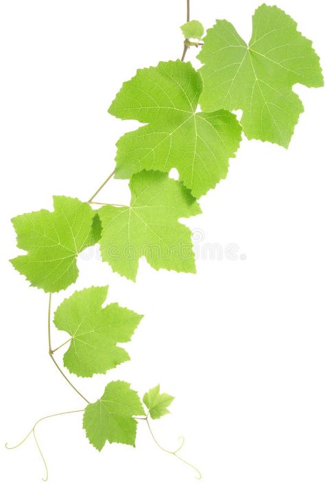 Grapevine Leaf, App Social, Grape Plant, Gum Trees, Frog Pond, Leaf Photography, Leaf Images, Vine Leaves, White Background Photo