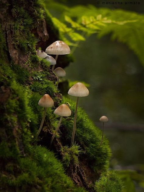 Dnd Druid, Foto Macro, Woodland Cottage, The Pines, Mushroom Fungi, Earth Elements, Forest Photography, Fantasy Aesthetic, Nature Aesthetic