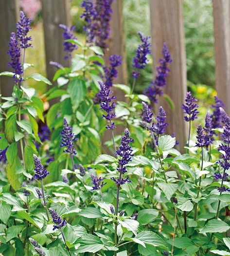 South Texas Landscaping, Shrubs Shade, Salvia Plants, Texas Landscaping, Texas Plants, Texas Native Plants, Garden Shade, Garden Container, Garden Herbs