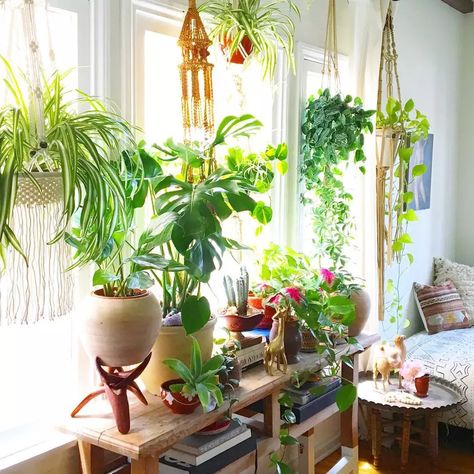 13 Ways to Take Advantage of a Sunny Window Calming Room Ideas, Calming Room, English Cottage Decor, Plant Window, Window Plants, Trendy Plants, Deco Nature, Bedroom Plants, Succulents Indoor