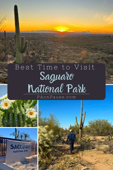 Discover the best time to visit Arizona's Saguaro National Park with our complete guide. Learn about seasonal highlights, from spring wildflowers to winter's mild climate, and plan your trip to see the majestic saguaro cacti in full glory! Saguaro National Park Photography, Paparoa National Park, Southwest National Parks Road Trip Map, One Day In Arches National Park, Guadalupe Mountains National Park, Saguaro National Park, Petrified Forest National Park, Visit Arizona, Spring Break Trips