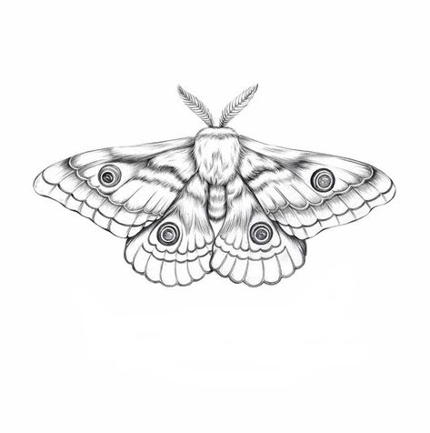 Moth Illustration, Moth Tattoo, A Drawing, Moth, Black And White, White, Black