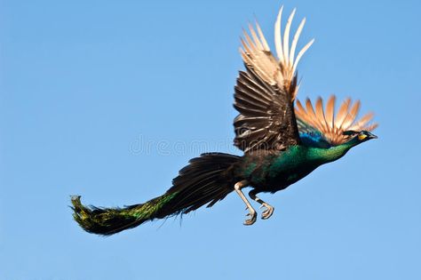 Peacock Facts, Peacock Flying, Male Peacock, Peacock Wallpaper, Tattoo Nature, Animals Tattoo, Nature Aesthetics, Peacock Pictures, Peacock Art