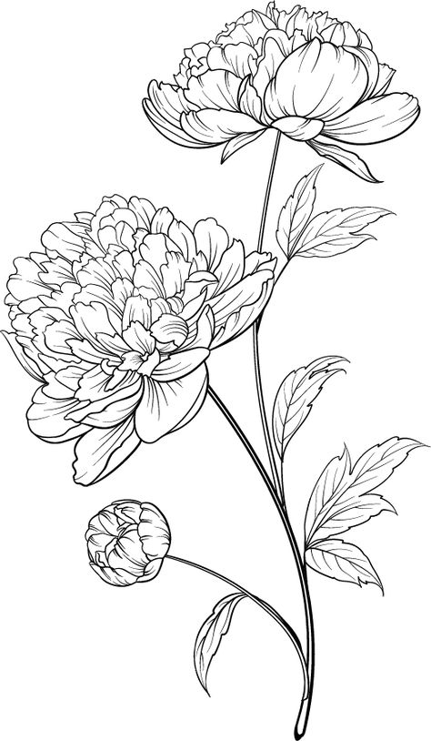 Free Printable Adult Coloring Pages, New Coloring Pages, Floral Coloring Pages, Peony Flower Tattoos, Peony Drawing, Peony Illustration, Flower Drawing Tutorials, Printable Adult Coloring Pages, Peonies Garden