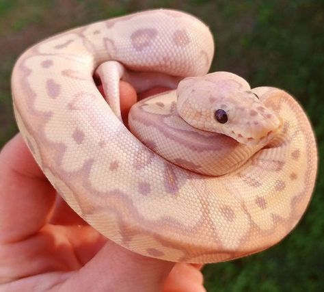 Snakes Pet, Ball Python Pet, Ball Python Snake, Python Morphs, Baby Snakes, Pretty Snakes, Ball Python Morphs, Rabbit Cages, Cute Snake