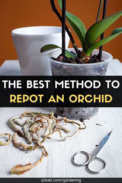 How to transplant my orchid plant? Learn with the tips of this video tutorial on the care of your orchids step by step, how to save the orchids bought in the store. How To Save Orchid Plant, Replant Orchids Plants, How To Repot An Orchid, How To Save An Orchid, Repotting Orchids How To, How To Repot Orchids, How To Care For Orchids, Replanting Orchids, How To Transplant Orchids