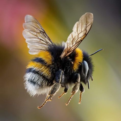 Bumble Bee Reference, Bee Flying, Bubble Bee, Bee Photos, Bug Photography, Bee Pictures Art, Foto Macro, Bee Wings, Bee Pictures