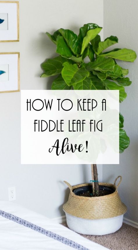 How To Keep A Fiddle Leaf Fig Alive • Project Allen Designs Fiddle Leaf Fig Care, Fiddle Leaf Fig Tree, Fiddle Leaf, Fiddle Leaf Fig, Fig Tree, Joss And Main, Care Tips, Fig, Fireplace