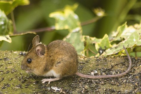 field mouse pictures - Google Search Sleeping Mouse, Harvest Mouse, Mouse Pictures, Field Mouse, Animal Education, Pet Mice, Animal Magic, British Wildlife, Little Critter