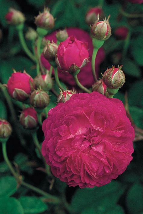 Garden designer Arne Maynard's favourite rose is 'Cardinal de Richelieu', an almost thornless rose bearing flowers of a dusky dark purple, with petals the texture of velvet.  [i]Rosa [link url="http://www.davidaustinroses.co.uk/cardinal-de-richelieu"]'Cardinal de Richelieu'[/link], £15.50 as a bare root rose, from [link url="http://www.davidaustinroses.co.uk/"]David Austin Roses[/link].[/i]  Like this? Then you'll love  [link url="http://www.houseandgarden.co.uk/outdoor-spaces/features/arne-mayn David Austin Roses Garden, Arne Maynard, Magical Flowers, Rose Garden Design, Best Roses, Austin Rose, Lemon Blossoms, Rose Varieties, Pink Damask