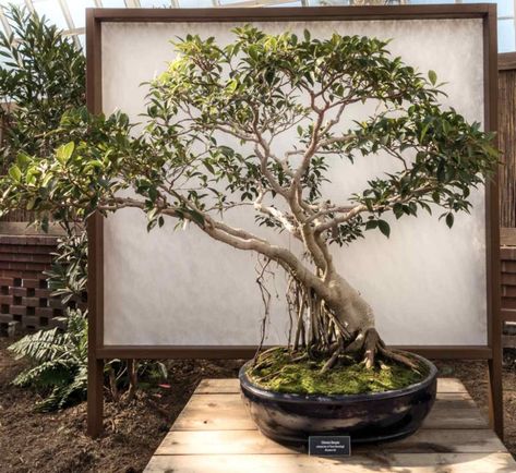 Banyan Tree Bonsai, Large Bonsai Tree, Bonsai Making, Ficus Bonsai, Japanese Bonsai Tree, Bonsai Ficus, Phipps Conservatory, Ficus Microcarpa, Weeping Fig