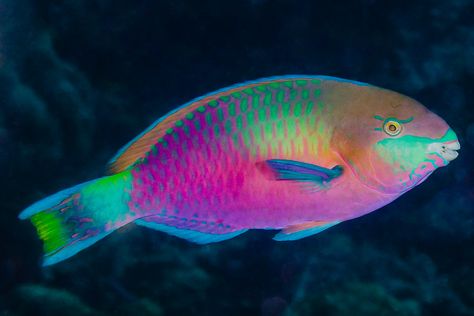 Rainbow Parrot, Kristina Webb, Parrot Fish, Pretty Fish, Deep Sea Creatures, Cool Fish, Beautiful Sea Creatures, Marine Fish, Bohol