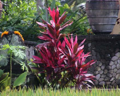 Cordyline fruticosa Cordyline Fruticosa, Pool Plants, Small Garden Landscape, Florida Landscaping, Family Backyard, Be Single, Landscape Design Plans, Rooftop Garden, Evergreen Shrubs