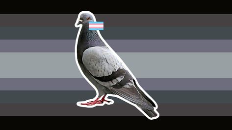 a gender related to pigeons and being transgender Non Gender, Bi Flag, Leaf Animals, Gender Flags, Gotta Catch Them All, Animal Memes, Pigeon, Flag, Memes