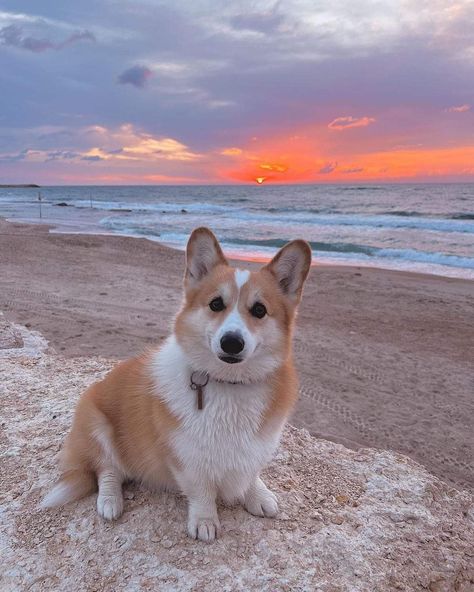 Corgi Wallpaper, Corgi Dog Breed, Baby Corgi, Cute Corgi Puppy, Funny Corgi, Corgi Puppies, Corgi Pictures, Welsh Corgi Puppies, Corgi Christmas