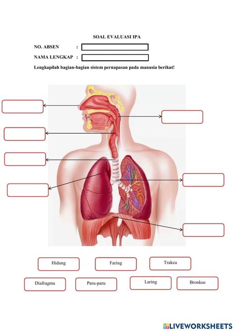 Organ Pernapasan Manusia, Organ Pernapasan, Forgot My Password, Online Activities, School Subjects, Online Workouts, Google Classroom, Ipa, Media