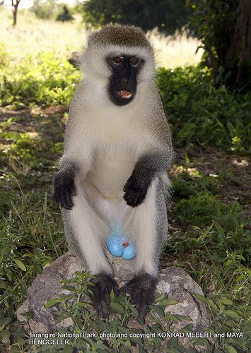 Blue ball monkey, isn't it pretty ! | Flickr - Photo Sharing! Rare Animals, Types Of Monkeys, Vervet Monkey, Funny Horse Pictures, Monkey Pictures, Pet Monkey, Blue Ball, Lovely Creatures, Funny Horse