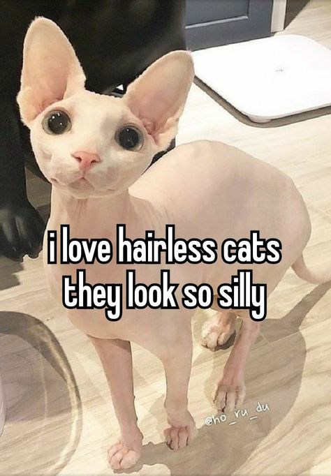 Daphne Aesthetic, Silly Cars, Hairless Cats, Homemade Cookbook, Ninja Cats, So Silly, Animal World, Silly Cats Pictures, Hairless Cat