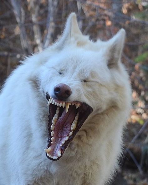 Wolf Bakugou, White Coyote, Dog Yawning, Wolf Oc, Wolf Poses, Fall November, Deer Photography, Wolf Images, Dog Motif