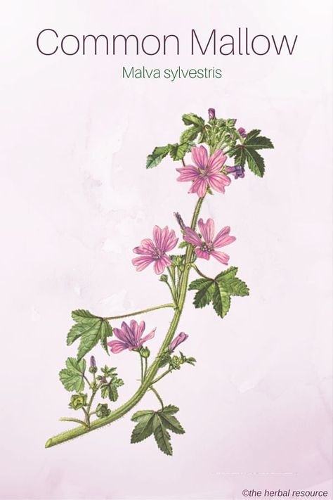 Common Mallow - Medicinal Herb Common Mallow, Malva Sylvestris, Medicinal Herb, Herbal Plants, Healthy Herbs, Herbal Apothecary, Healing Plants, Herbal Healing, Herbs For Health