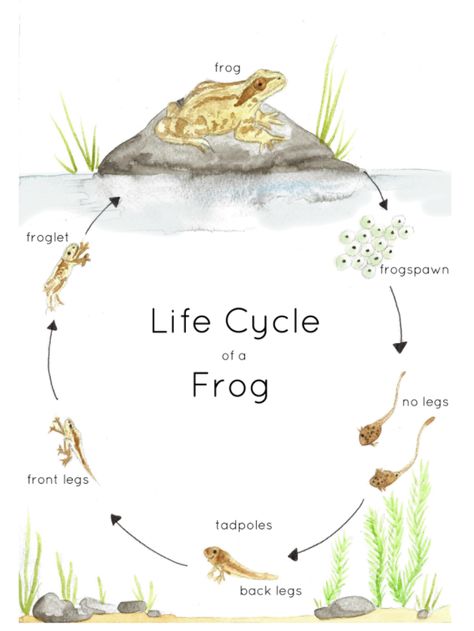 A beautiful hand-illustrated watercolor print features the life cycle of a Common Frog, from frogspawn to tadpoles to adult frogs.To create a lasting and tactile item, I highly recommend printing the file onto watercolor paper. It creates a beautiful finish and looks like you are handling original paintings. Frog Dissection Drawing, Grasshopper Life Cycle, Frog Life Cycle Printable, Frog Unit Study, Frogs Preschool, Frog Printable, Life Cycle Of A Frog, Name Activities Preschool, Common Frog