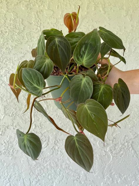 Heart shaped velvety greenish bronze leaves on Philodendron Micans -Houseplant411 Micans Philodendron, Philodendron Care, Philodendron Micans, Live Indoor Plants, Philodendron Plant, Household Plants, Plants Are Friends, Inside Plants, Low Light Plants