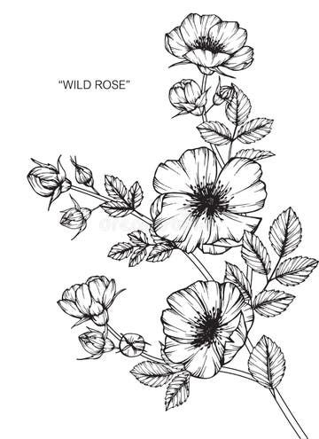 Flower Drawing Tumblr, Wild Rose Tattoo, Lotus Flower Drawing, Tattoo Painting, Rose Sketch, Flower Tattoo Back, Flower Line Drawings, Flowers Drawing, Black And White Flower