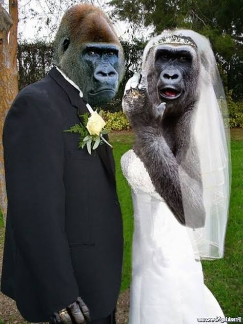 Monkey Wedding, Monkey Dress, Monkey Pictures, Hypebeast Wallpaper, Weddings By Color, Monkeys Funny, Horror Music, Funny Reaction Pictures, Instagram Funny