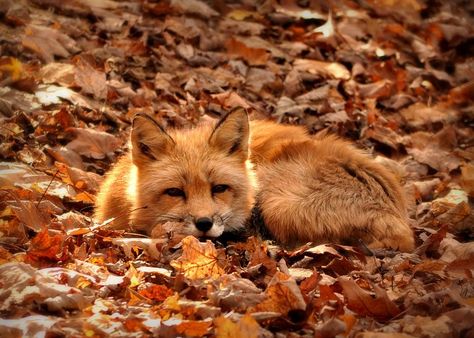 Lying down in some leaves Akita Inu, Autumn Magic, Autumn Aesthetic, Red Fox, Pics Art, Spirit Animal, Beautiful Creatures, Animal Kingdom