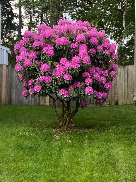 Steep Gardens, House Backyard, Flower Bedding, Tree Landscape, Garden Shrubs, Garden Pathway, Little Garden, Landscape Trees, Flowering Trees