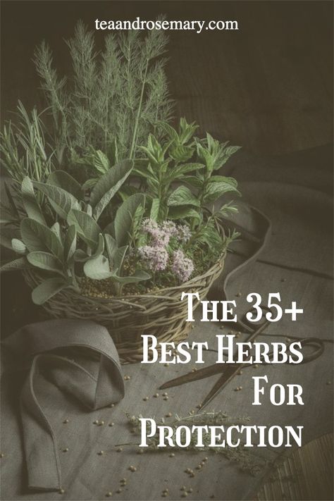 The best herbs for witchcraft and herbs for protection. If you're learning about witchcraft for beginners, then look into these protection herbs, as herbs is a great place to start in witchcraft! Herbs For Intentions, Plants For Protection From Evil, Herbs For Success Witchcraft, Cleansing Herbs Witchcraft, Witchcraft Herbs And Uses, Health Protection Spell, Protection Plants Witchcraft, Protection Herbs Witchcraft, Protection Herbs Magick