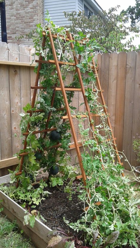 Watermelon trellis with bird netting pockets Watermelon Trellis, Vertical Vegetable Gardens, Diy Garden Trellis, Trellis Ideas, Bird Netting, Vertical Vegetable Garden, Diy Trellis, Backyard Vegetable Gardens, Garden Arbor