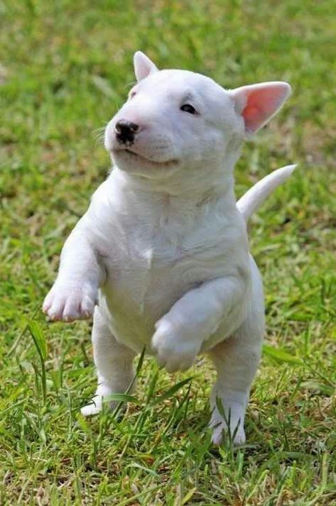 Bull terrier Mini Bull Terriers, Miniature Bull Terrier, Bull Terrier Puppy, English Bull Terriers, Best Dog Breeds, Bull Terriers, Bull Terrier Dog, White Dog, English Bull