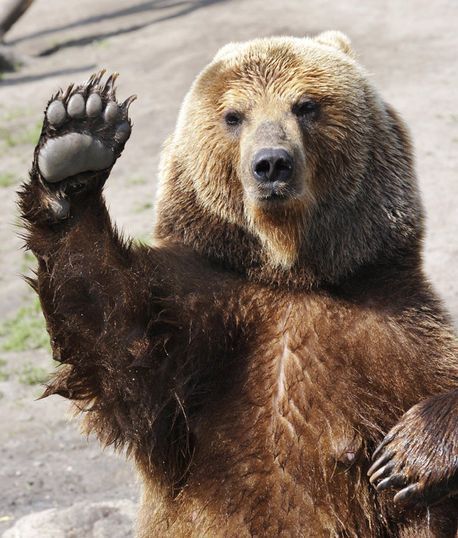 Paw blimey... this female brown bear stood up and waved at onlookers as her cubs splashed about in a pool Outlander Funny, Bear Standing, Command Respect, Hello Bear, Animal Humor, Panda Bears, Bear Paws, Animal Totems, Bear Wallpaper