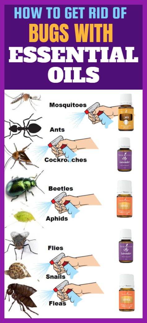 Bug Spray Recipe, Bug Repellant, Bug Killer, Essential Oil Remedy, Oil Remedies, Essential Oil Mixes, Essential Oil Blends Recipes, Home Smell, Astuces Diy