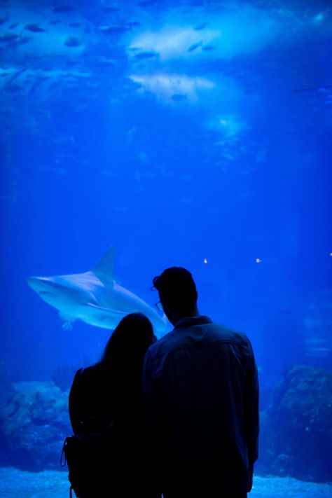 Aquarium Photos, Ideas For Date Night, Creative Date Night Ideas, Creative Engagement Photo, Aquarium Wedding, Dream Dates, Romantic Date Night Ideas, Creative Dates, Romantic Engagement Photos