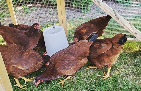 Rhode Island Red: Friendly Or Feisty? | Chicken Fans Rhode Island Red Hen, Rhode Island Red Chickens, Raising Farm Animals, Biggest Chicken, Rhode Island Red, Red Chicken, Selective Breeding, Egg Production, Red Rooster