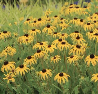 Challenges of Starting a Native Plant Garden and Overcoming Them | My Home Park Native Indiana Perennials, Indiana Native Garden, Indiana Native Plants Landscaping, Indiana Wildflowers, Low Maintenance Garden Ideas, Garden Tools Design, Swamp Milkweed, Native Gardens, Asclepias Tuberosa