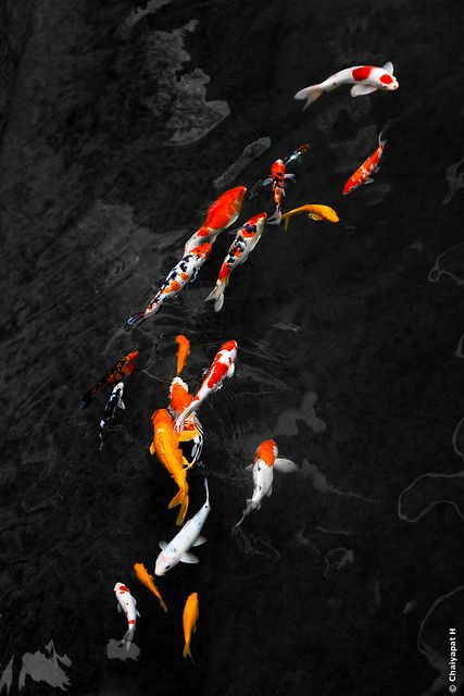 Koi | Colourful Koi swimming in harmony. | Chaiyapat Hastanasombat | Flickr Koi Wallpaper, Karp Koi, Koi Painting, Koi Fish Drawing, Koi Art, Fantasy Mermaids, Freshwater Aquarium Fish, Carpe Koi, Koi Fish Pond