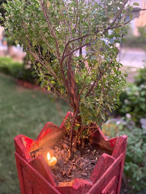 Tulsi, Garden and Medicinal Plants Tulsi Plant Aesthetic, Tulsi Vivah Aesthetic, Tulsi Diwas Images, Tulsi Pooja Wishes, तुलसी पूजा, Happy Tulsi Pooja Wishes, Tulsi Diwas, Tulsi Pujan Diwas, Diwali Lights Decoration House