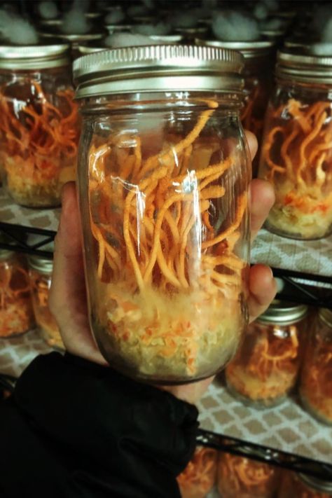 Historically, the cultivation of mushrooms is still in its early stages. This is especially apparent when we explore the timeline of Cordyceps militaris production. The species has been used as a supplement in the East for decades but has only been cultivated since 1895. Keep reading to learn more about the history of mushroom cultivation, and Cordyceps militaris production specifically — including how we do it at Mushroom Revival. Mushroom Cultivation, Slime Mould, The East, Botany, The History, Stuffed Mushrooms, Herbs, History, Health