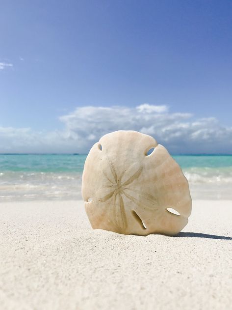 Story of the Sand Dollar Marine Day, Saltwater Fish Tanks, Small Shark, Siesta Key Beach, Shells And Sand, Sunset Point, Backyard Water Feature, Sand Dollars, Turtle Beach